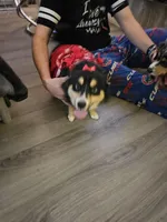 Paisley, a female Pomsky for sale in Decatur, IL – Photo 3 of 6