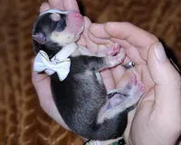 Paisley, a female Pomsky for sale in Decatur, IL – Photo 5 of 6