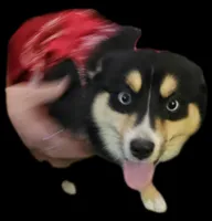 Paisley, a female Pomsky for sale in Decatur, IL – Photo 1 of 6