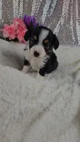 Poppy, a female Miniature Aussiedoodle and Aussalier for sale in Decatur, IL – 5 of 10