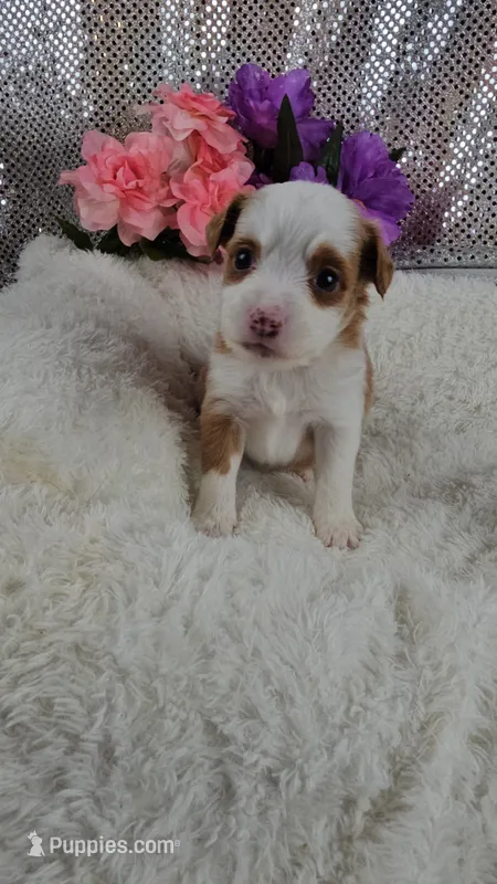 Soleil – Miniature Aussiedoodle, Aussalier puppy for sale in Decatur, IL