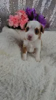Soleil, a female Miniature Aussiedoodle and Aussalier for sale in Decatur, IL – 1 of 10