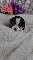 Peony, a female Miniature Aussiedoodle and Aussalier for sale in Decatur, IL – 3 of 8