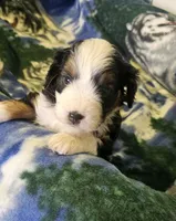 Emily, a female Miniature Aussiedoodle for sale in Decatur, IL – Photo 4 of 5