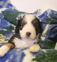 Emily, a female Miniature Aussiedoodle for sale in Decatur, IL – Photo 5 of 5