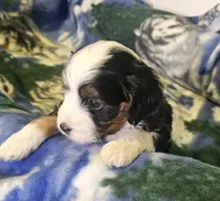Emily, a female Miniature Aussiedoodle for sale in Decatur, IL – Photo 2 of 5