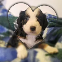 Emily, a female Miniature Aussiedoodle for sale in Decatur, IL – Photo 1 of 5