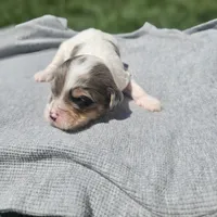 Maverick , a male Cavapoo for sale in Decatur, IL – 2 of 9