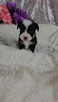 Violet, a female Miniature Aussiedoodle and Aussalier for sale in Decatur, IL – 3 of 10
