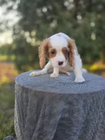 AKC Leo, a male Cavalier King Charles Spaniel for sale in Decatur, IL – 8 of 10