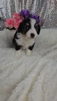 Poppy, a female Miniature Aussiedoodle and Aussalier for sale in Decatur, IL – 7 of 10
