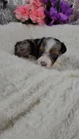 Indigo, a male Miniature Aussiedoodle and Aussalier for sale in Decatur, IL – 8 of 10