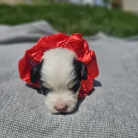 Liberty , a female Cavapoo for sale in Decatur, IL – 4 of 10