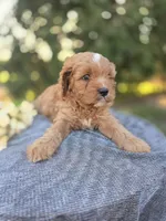 Pap, a male Cavapoo for sale in Decatur, IL – 7 of 10
