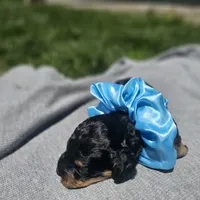 Ember, a female Cavapoo for sale in Decatur, IL – 4 of 10