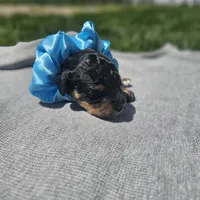 Ember, a female Cavapoo for sale in Decatur, IL – 3 of 10
