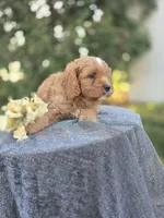 Pap, a male Cavapoo for sale in Decatur, IL – 10 of 10