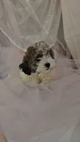 Buddy, a male Shichon for sale in Decatur, IL – 6 of 9