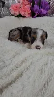 Indigo, a male Miniature Aussiedoodle and Aussalier for sale in Decatur, IL – 9 of 10