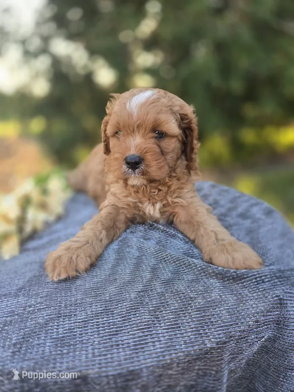 Pap – Cavapoo puppy for sale in Decatur, IL