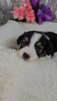 Poppy, a female Miniature Aussiedoodle and Aussalier for sale in Decatur, IL – 2 of 10