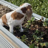 AKC Sweetie, a female Cavalier King Charles Spaniel for sale in Decatur, IL – 3 of 8