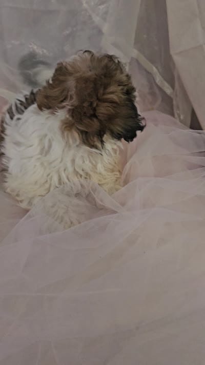 Buddy, a male Shichon for sale in Decatur, IL – 9 of 9