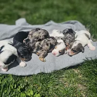 Maverick , a male Cavapoo for sale in Decatur, IL – 7 of 9