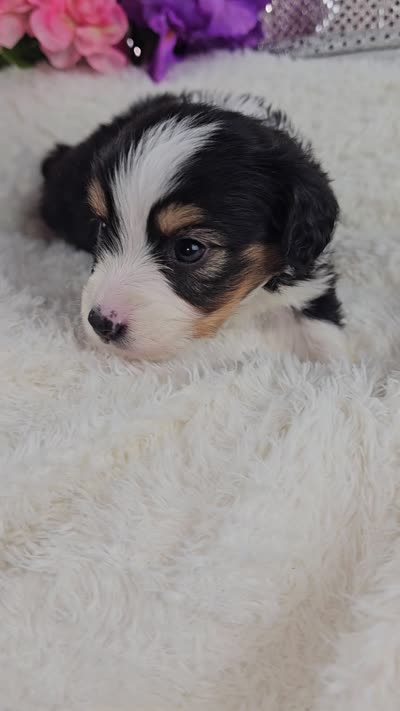 Poppy, a female Miniature Aussiedoodle and Aussalier for sale in Decatur, IL – 10 of 10