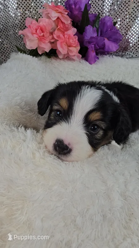 Poppy – Miniature Aussiedoodle, Aussalier puppy for sale in Decatur, IL