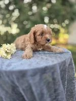Pap, a male Cavapoo for sale in Decatur, IL – 4 of 10