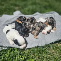 Ember, a female Cavapoo for sale in Decatur, IL – 8 of 10