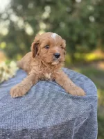 Pap, a male Cavapoo for sale in Decatur, IL – 8 of 10