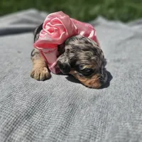 Starlet , a female Cavapoo for sale in Decatur, IL – 3 of 9