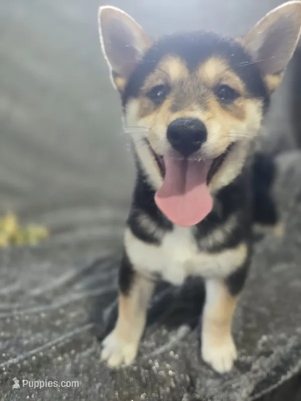 Blake – Shiba Inu puppy for sale in Decatur, IL