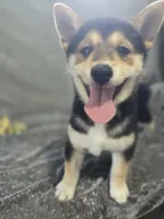 Blake, a male Shiba Inu for sale in Decatur, IL – 1 of 3