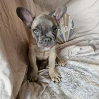 Winston AKC, a male French Bulldog for sale in Decatur, IL – Photo 5 of 7