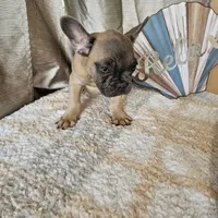 Winston AKC, a male French Bulldog for sale in Decatur, IL – Photo 4 of 7