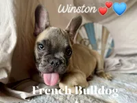 Winston AKC, a male French Bulldog for sale in Decatur, IL – Photo 1 of 7