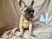 Winston AKC, a male French Bulldog for sale in Decatur, IL – Photo 7 of 7