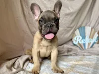 Winston AKC, a male French Bulldog for sale in Decatur, IL – Photo 6 of 7