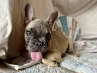 Winston AKC, a male French Bulldog for sale in Decatur, IL – Photo 3 of 7