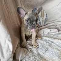 Winston AKC, a male French Bulldog for sale in Decatur, IL – Photo 2 of 7