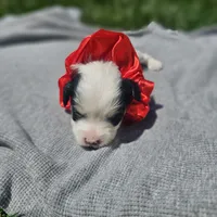 Liberty , a female Cavapoo for sale in Decatur, IL – 6 of 10
