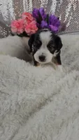 Peony, a female Miniature Aussiedoodle and Aussalier for sale in Decatur, IL – 6 of 8
