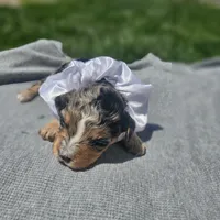 Indie, a female Cavapoo for sale in Decatur, IL – 2 of 10