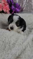 Peony, a female Miniature Aussiedoodle and Aussalier for sale in Decatur, IL – 1 of 8