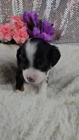 Rosalie , a female Miniature Aussiedoodle and Aussalier for sale in Decatur, IL – 4 of 10