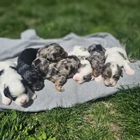 Skye, a female Cavapoo for sale in Decatur, IL – 10 of 10