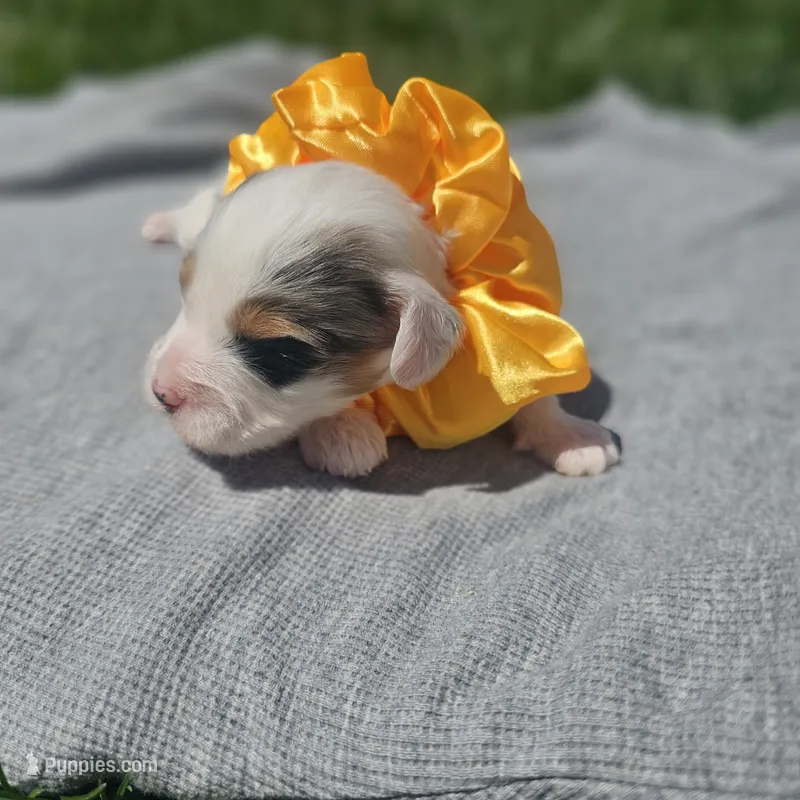 Skye – Cavapoo puppy for sale in Decatur, IL